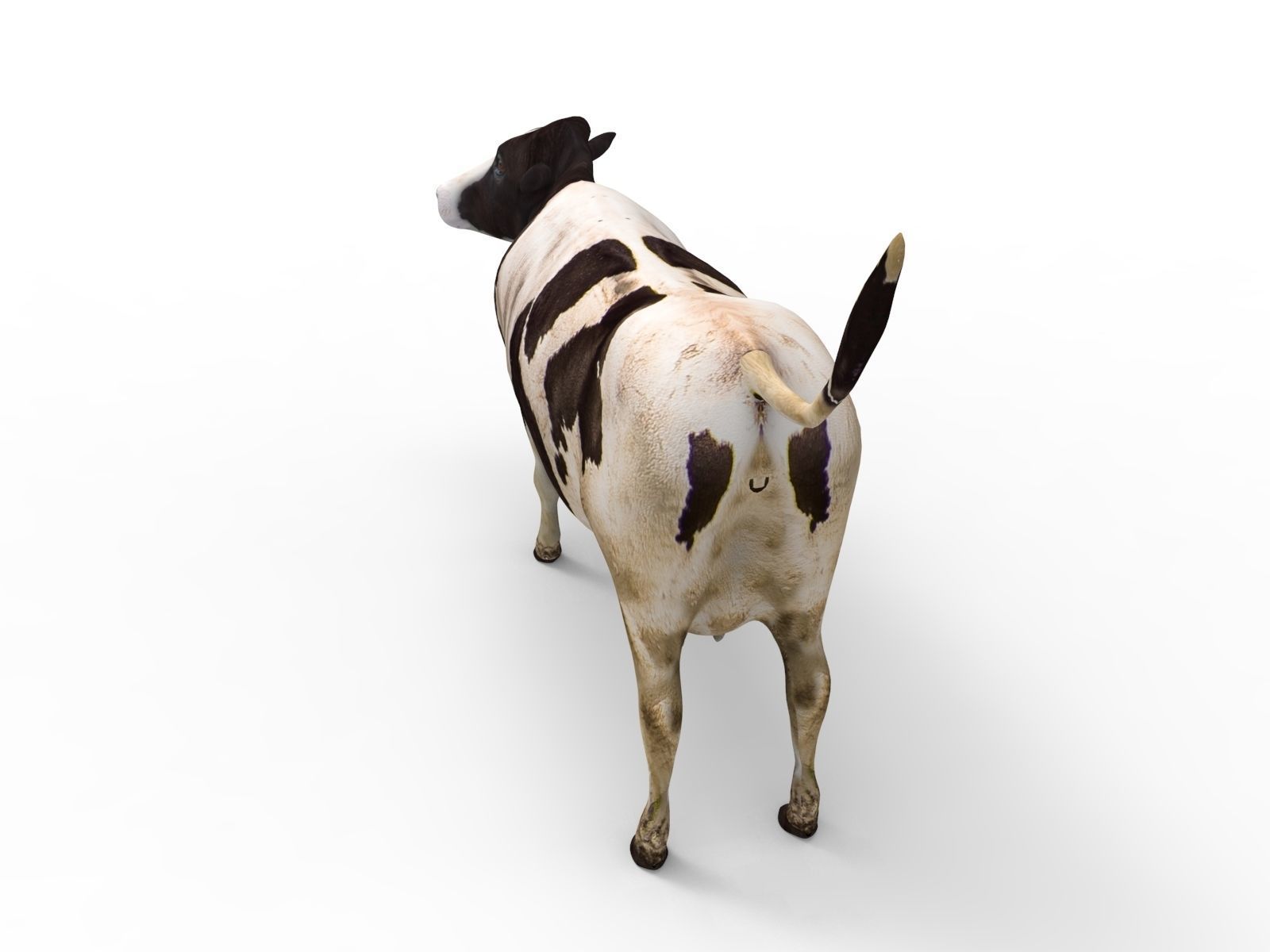 Cow Rigged cattle game ready low poly Low-poly 3D model_17