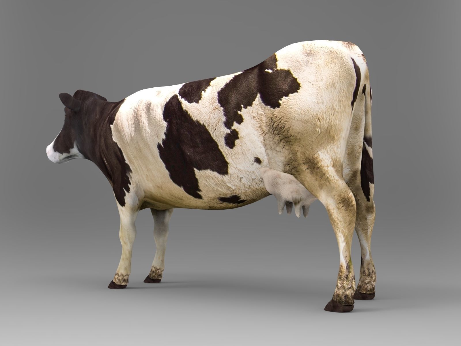 Cow Rigged cattle game ready low poly Low-poly 3D model_6