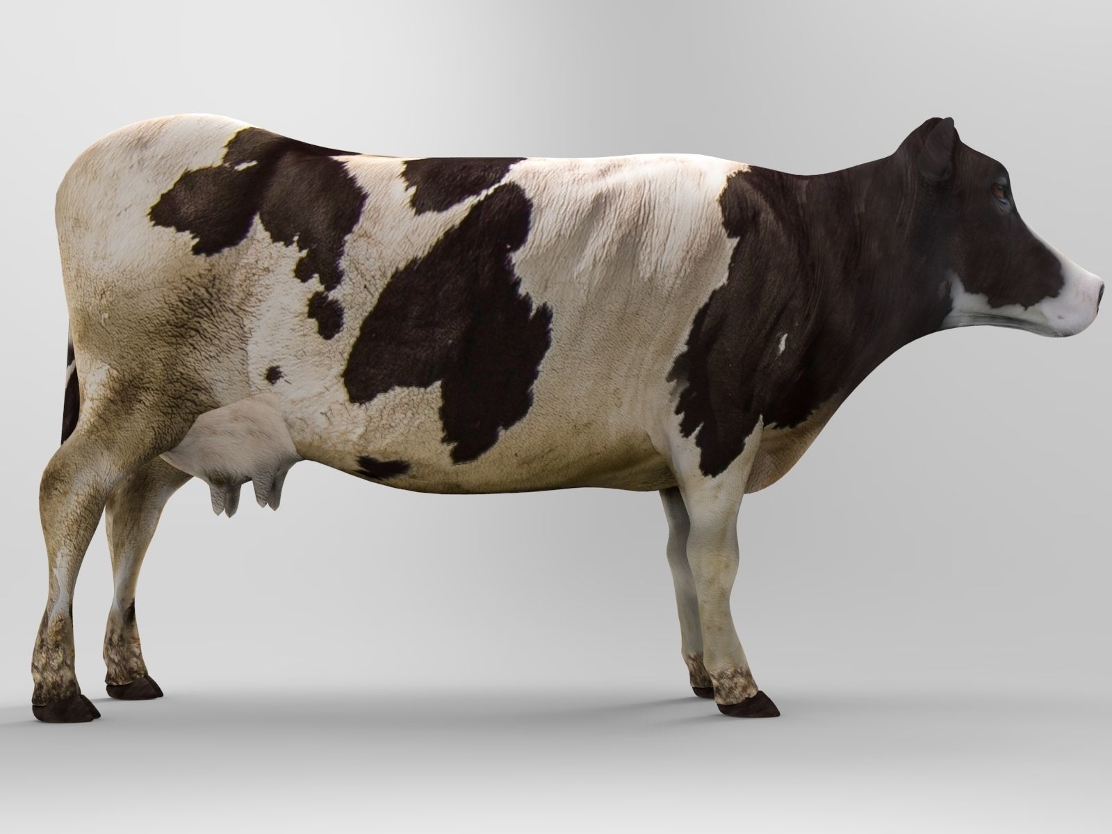 Cow Rigged cattle game ready low poly Low-poly 3D model_11