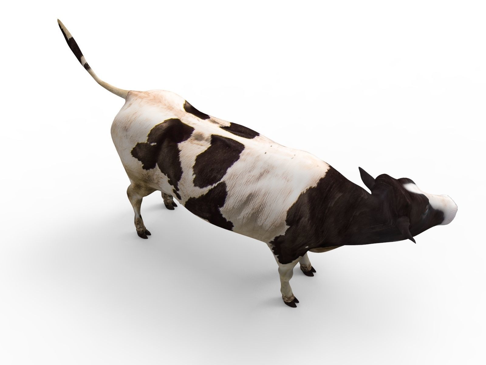 Cow Rigged cattle game ready low poly Low-poly 3D model_19