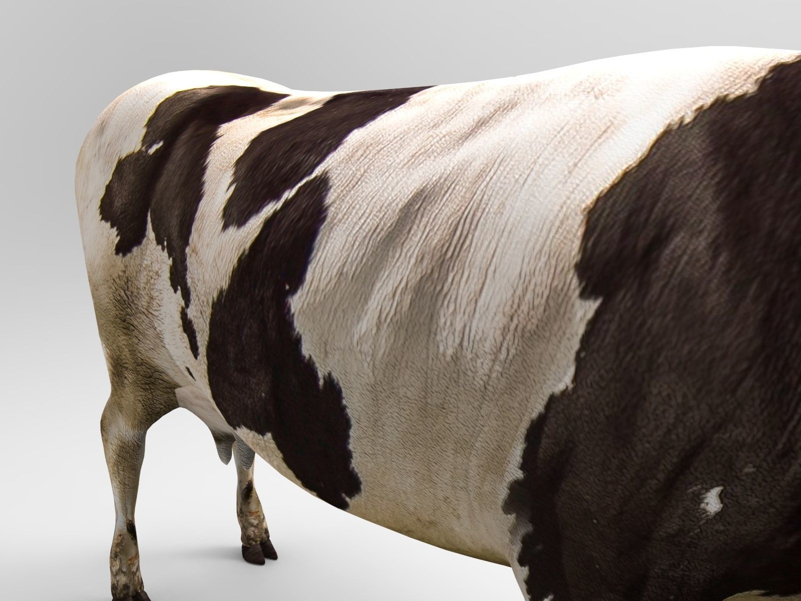 Cow Rigged cattle game ready low poly Low-poly 3D model_13