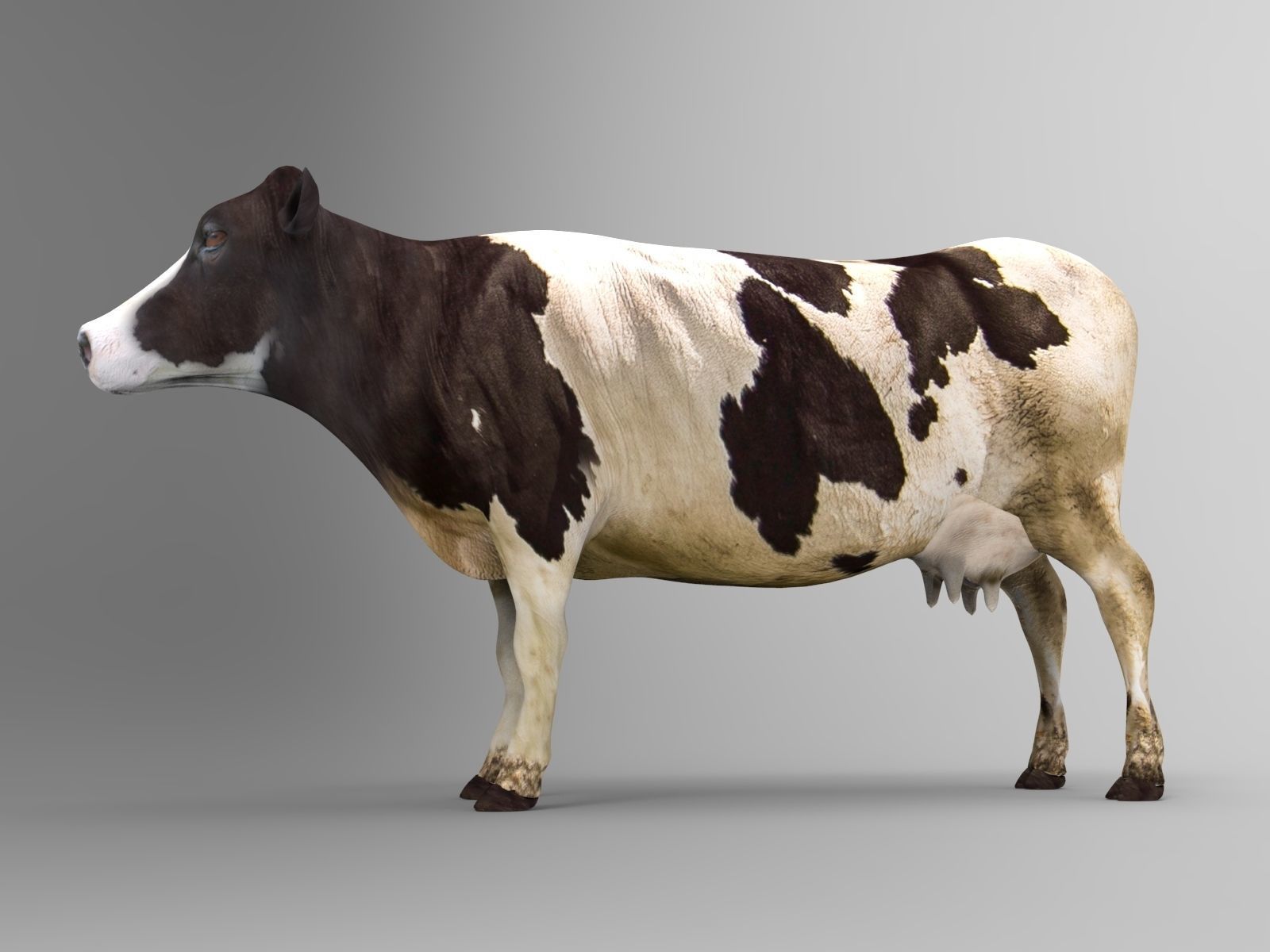 Cow Rigged cattle game ready low poly Low-poly 3D model_5