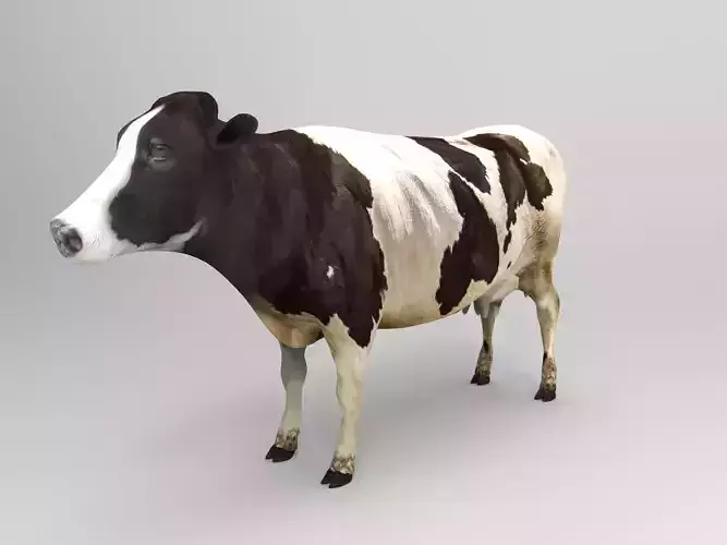 Cow Rigged cattle game ready low poly Low-poly 3D model