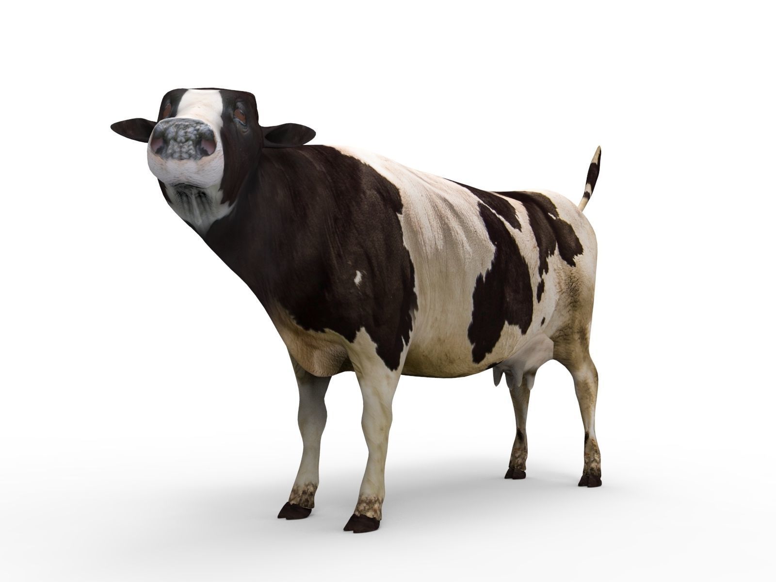 Cow Rigged cattle game ready low poly Low-poly 3D model_21