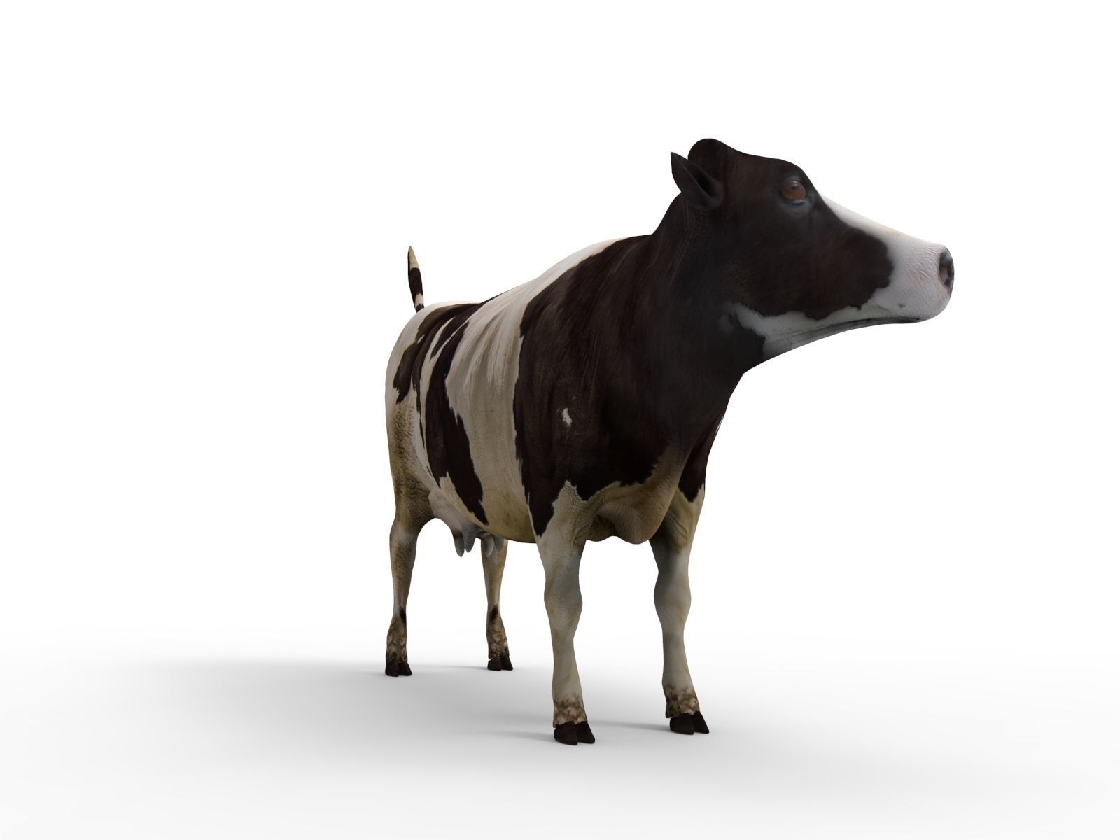 Cow Rigged cattle game ready low poly Low-poly 3D model_20