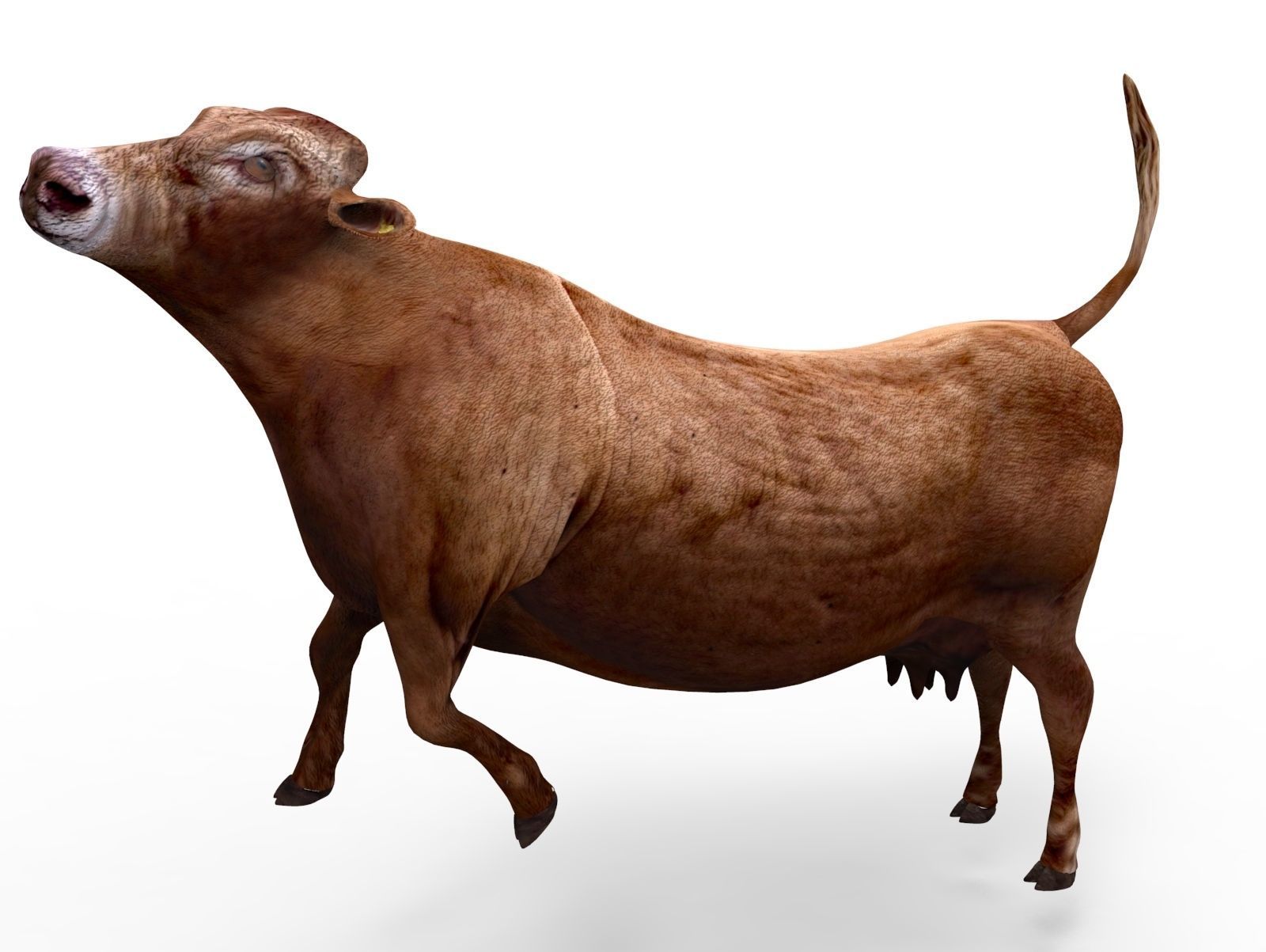 3D Red Cow Rigged Model  Low-poly 3D model_15