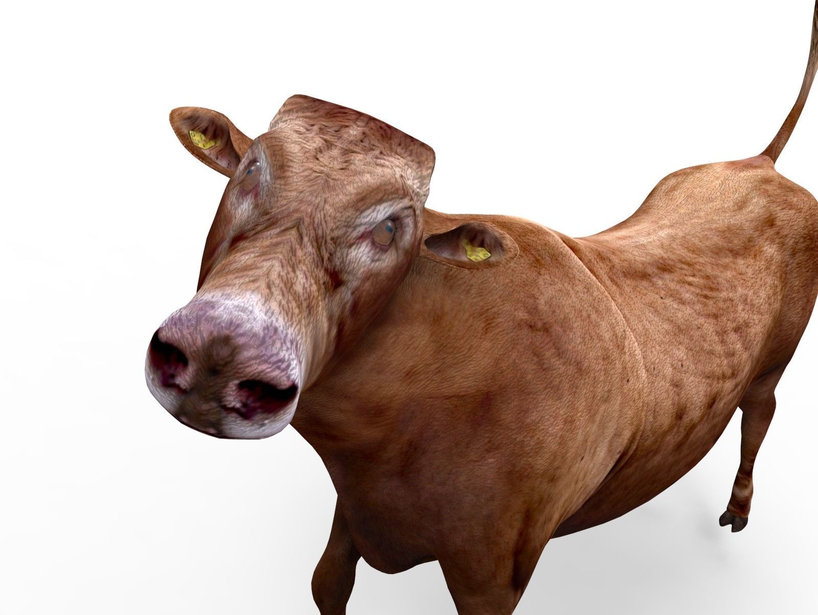 3D Red Cow Rigged Model  Low-poly 3D model_22