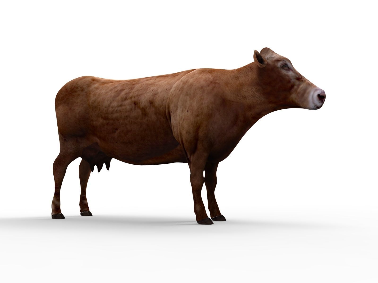 3D Red Cow Rigged Model  Low-poly 3D model_9