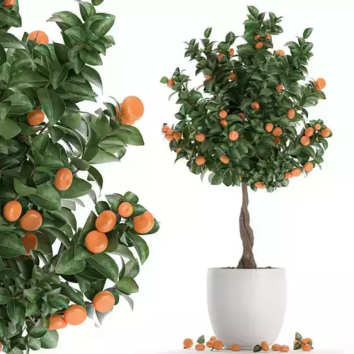 Citrus mandarin tree for the interior in white pot 681
