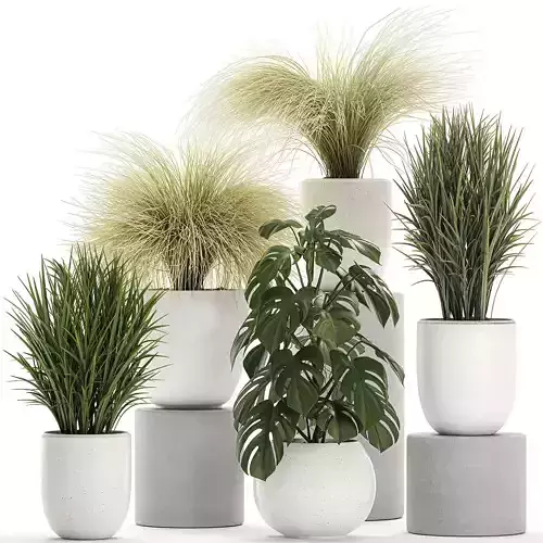Plants in a white pot for the interior 682