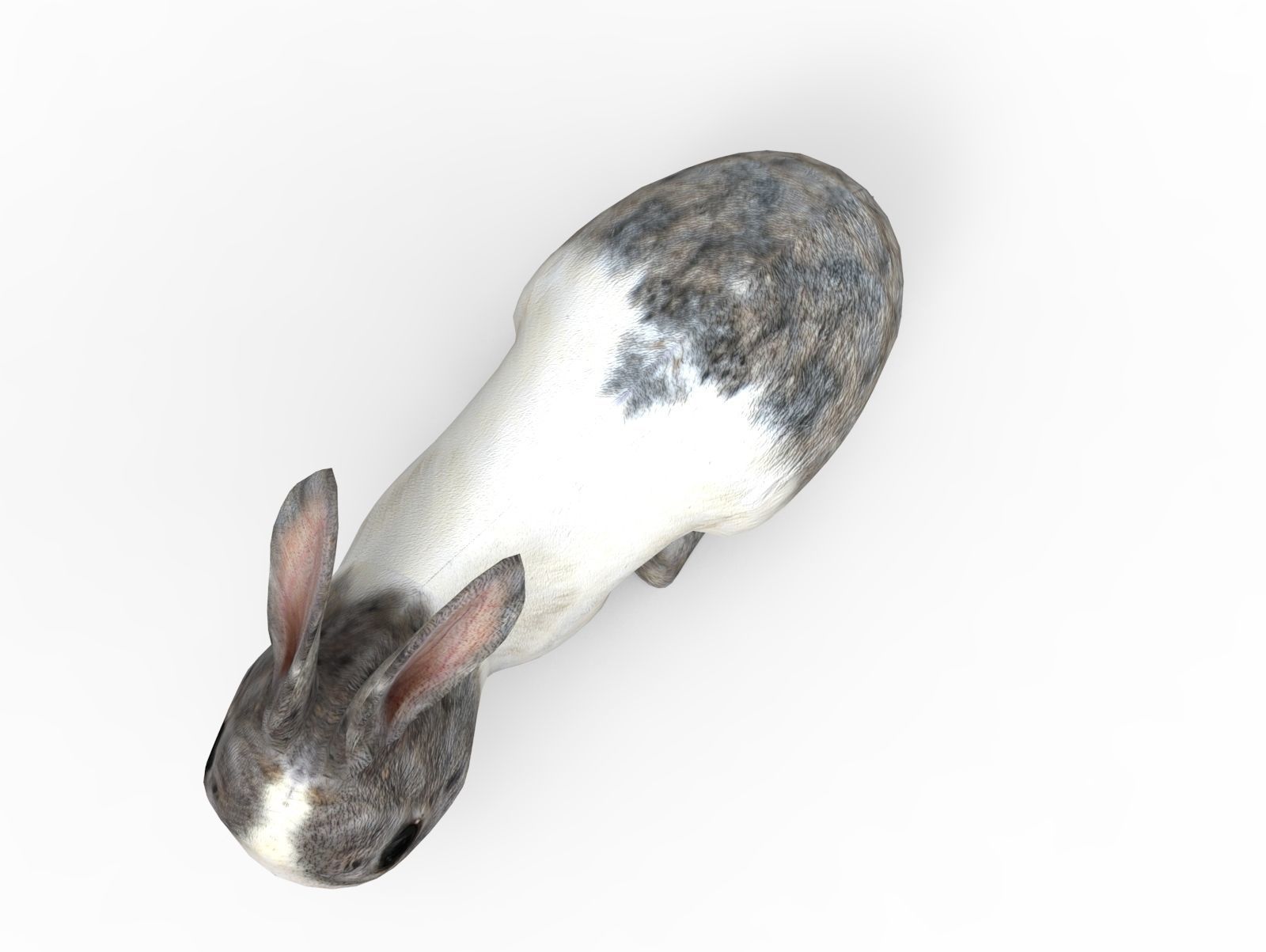 White Cute Rabbit Rigged Low poly model Low-poly 3D model_10