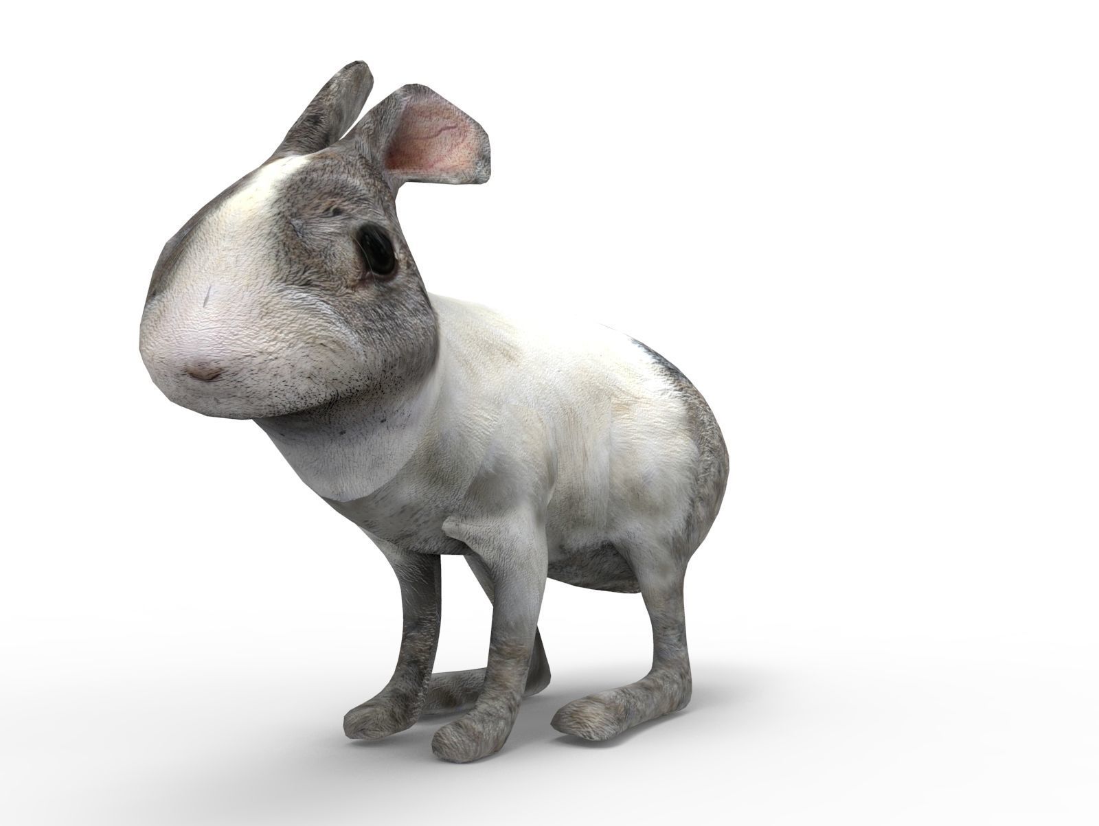 White Cute Rabbit Rigged Low poly model Low-poly 3D model_8