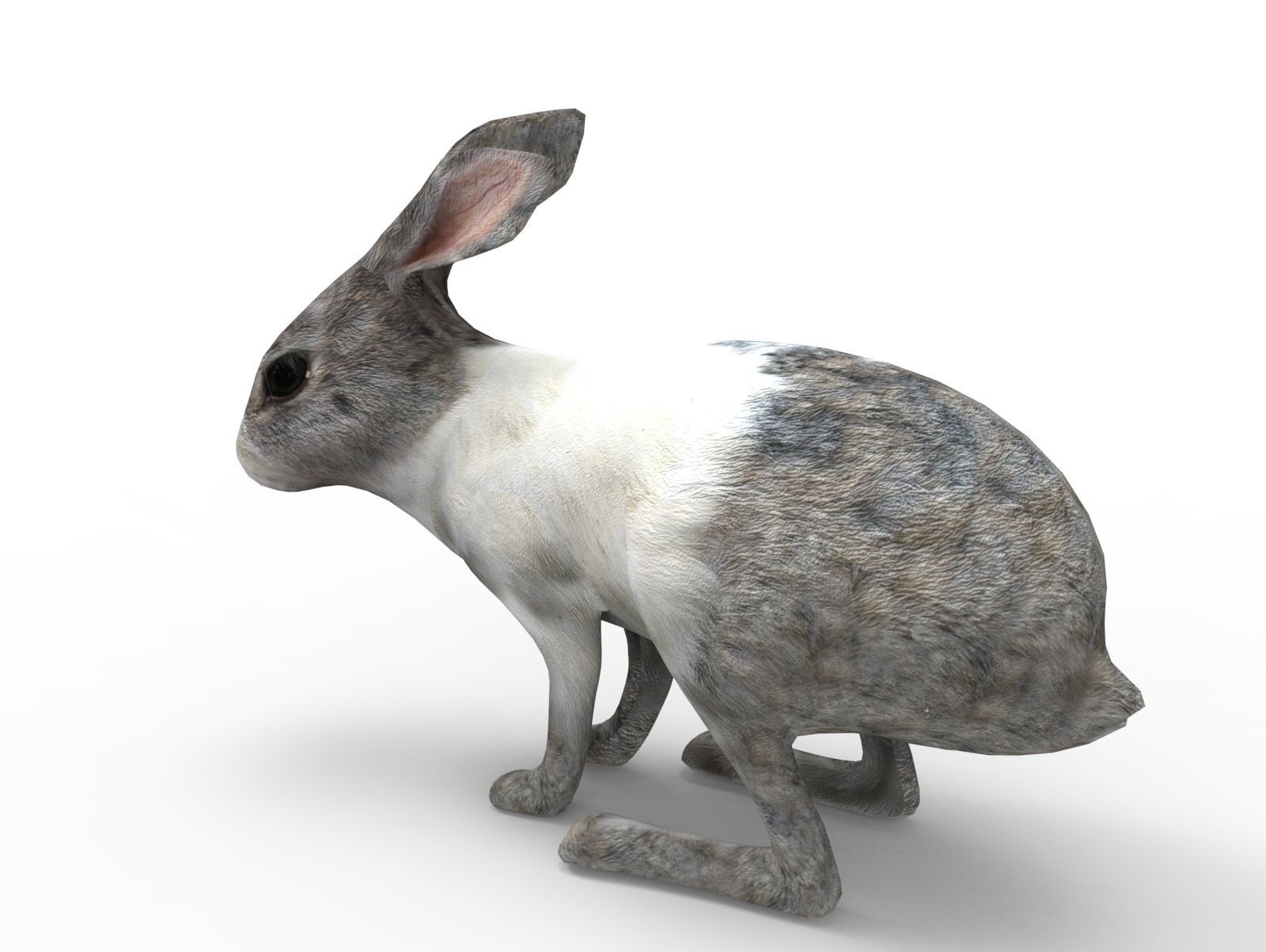 White Cute Rabbit Rigged Low poly model Low-poly 3D model_2