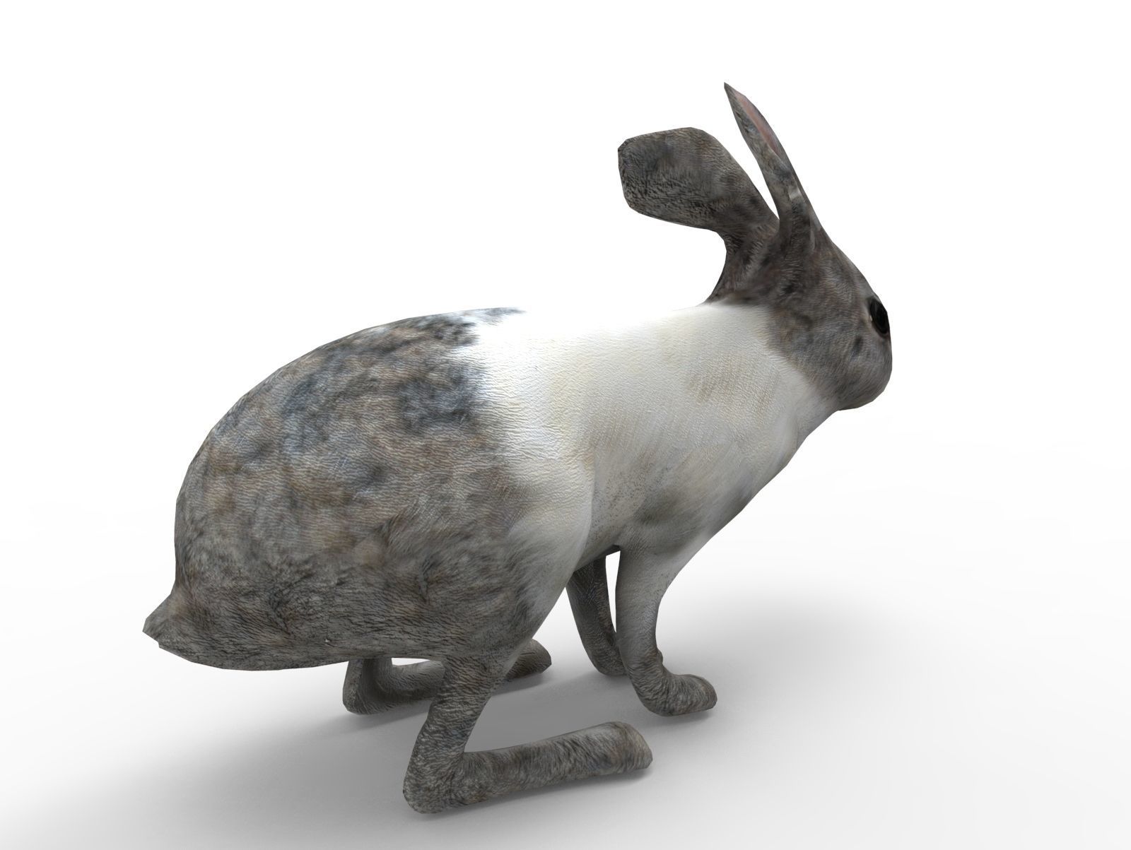 White Cute Rabbit Rigged Low poly model Low-poly 3D model_5