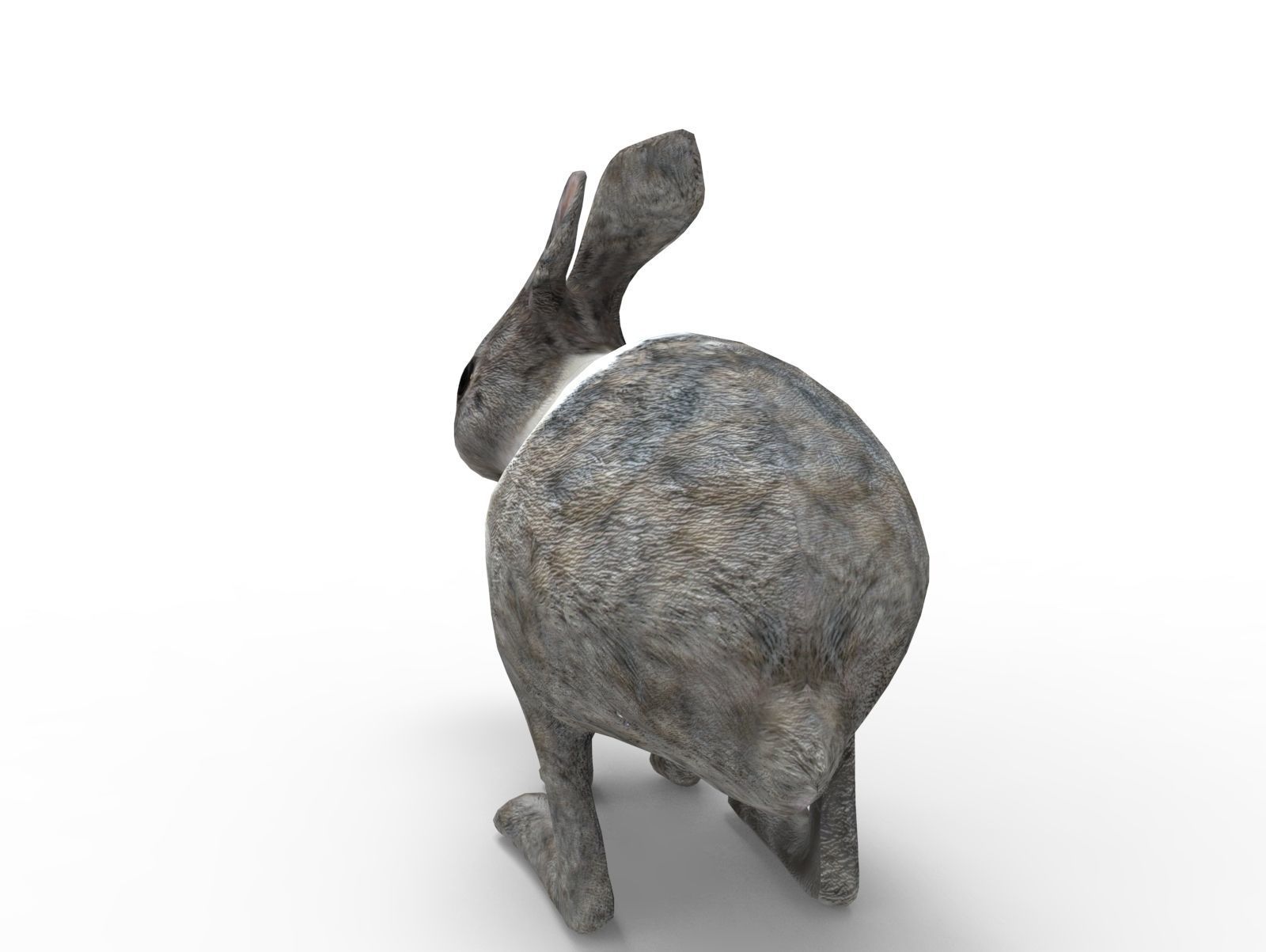 White Cute Rabbit Rigged Low poly model Low-poly 3D model_3