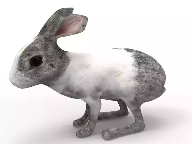 White Cute Rabbit Rigged Low poly model