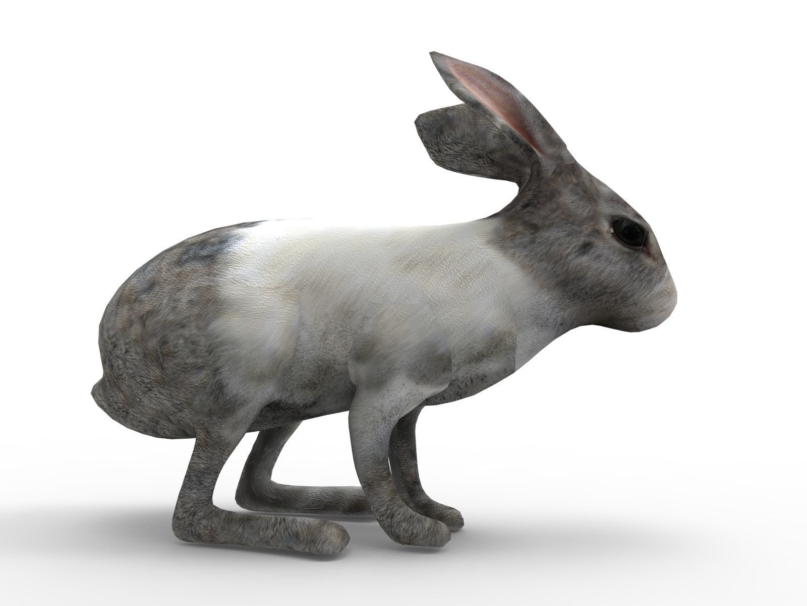 White Cute Rabbit Rigged Low poly model Low-poly 3D model_6