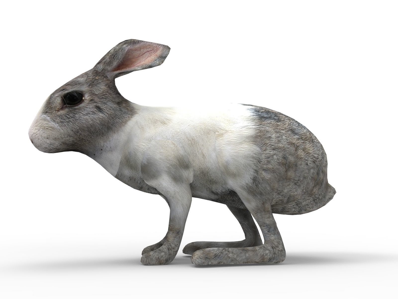 White Cute Rabbit Rigged Low poly model Low-poly 3D model_13