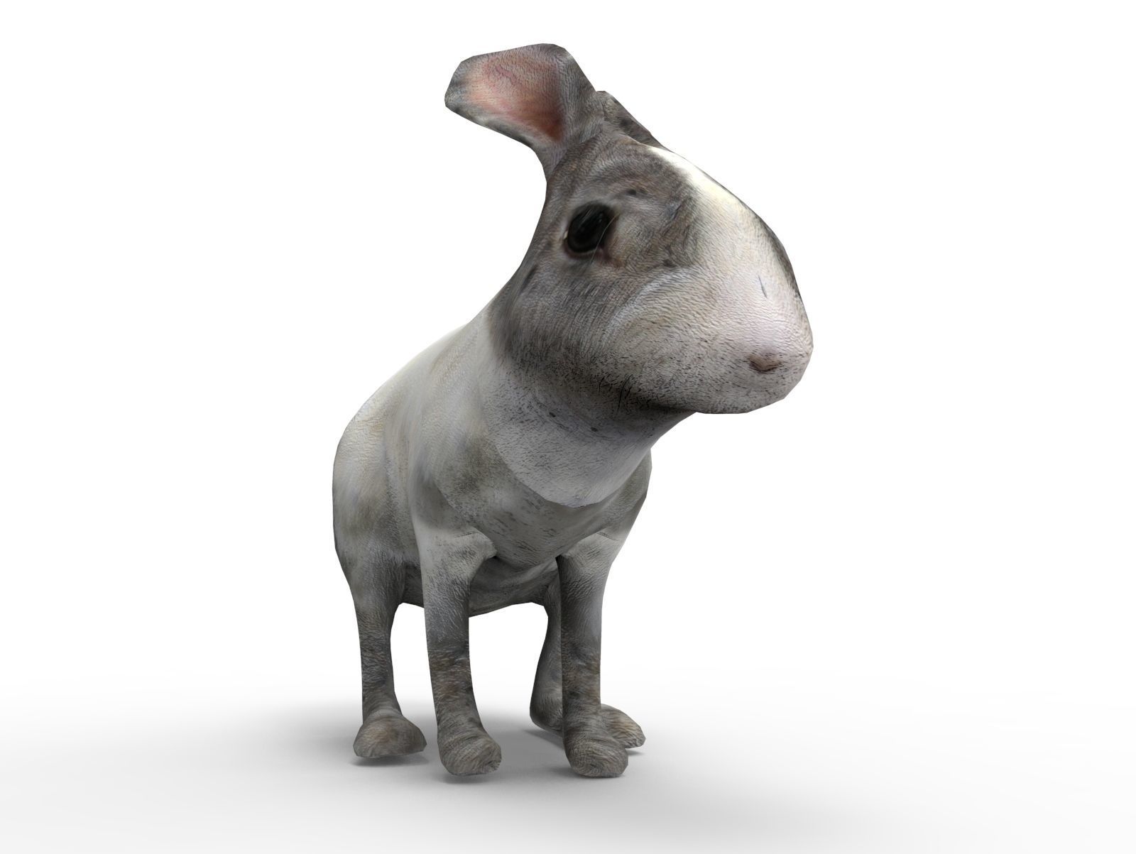 White Cute Rabbit Rigged Low poly model Low-poly 3D model_7