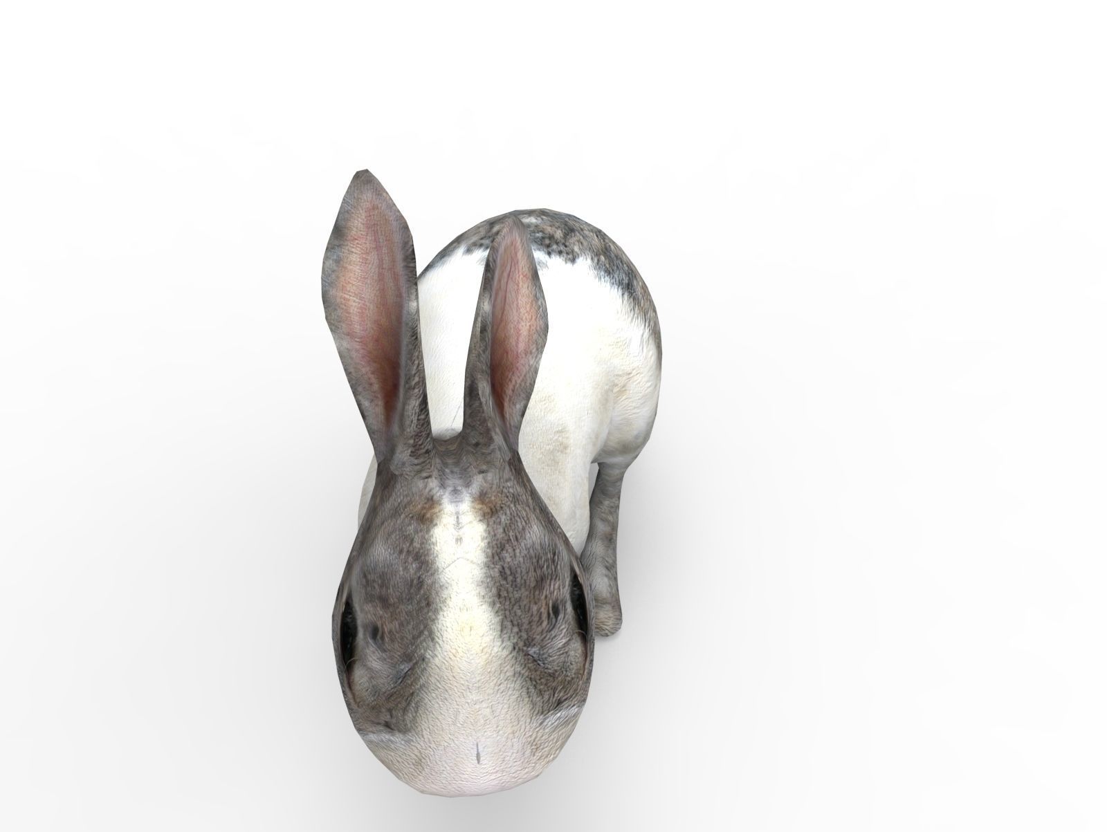 White Cute Rabbit Rigged Low poly model Low-poly 3D model_9
