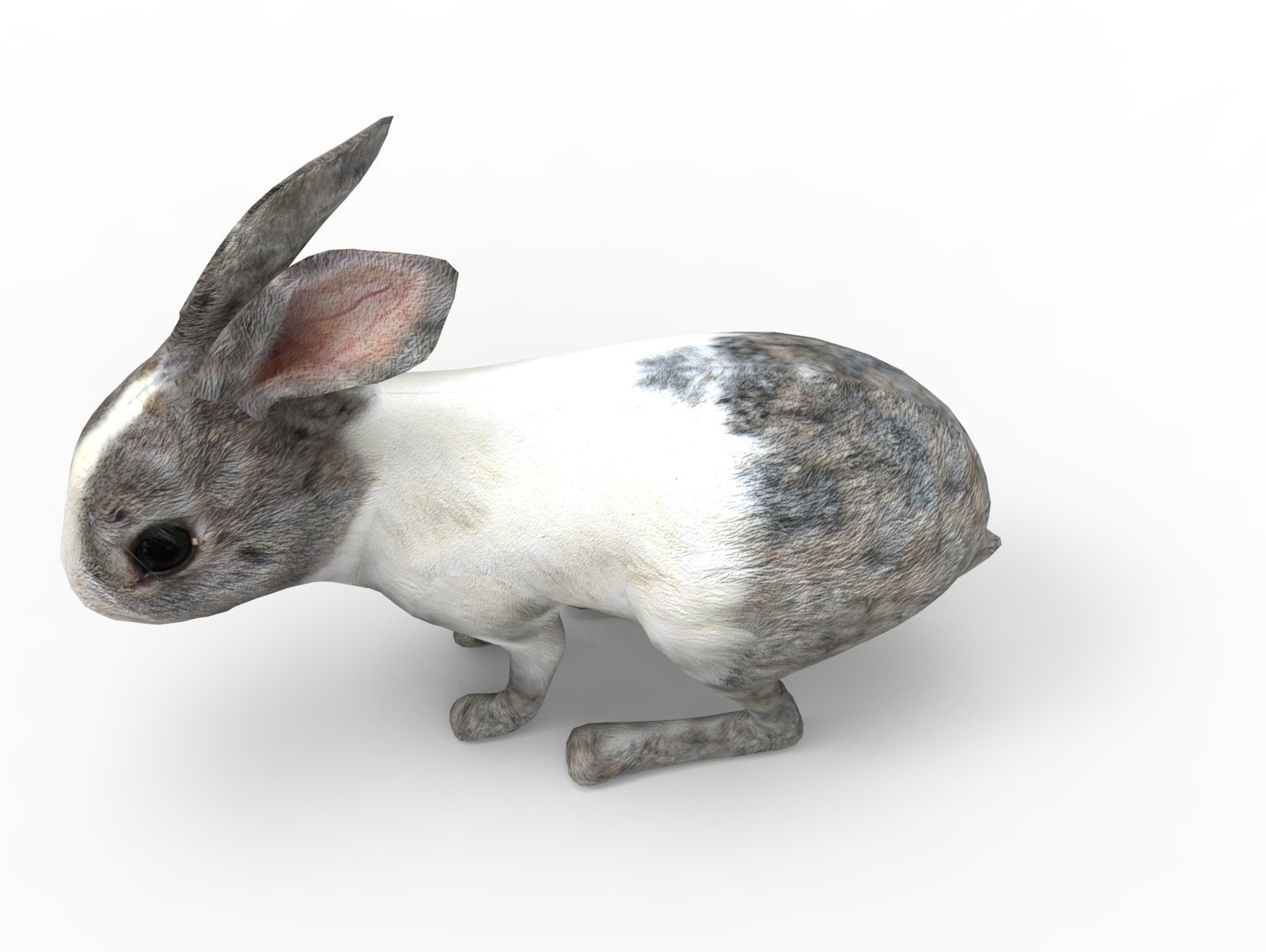 White Cute Rabbit Rigged Low poly model Low-poly 3D model_11