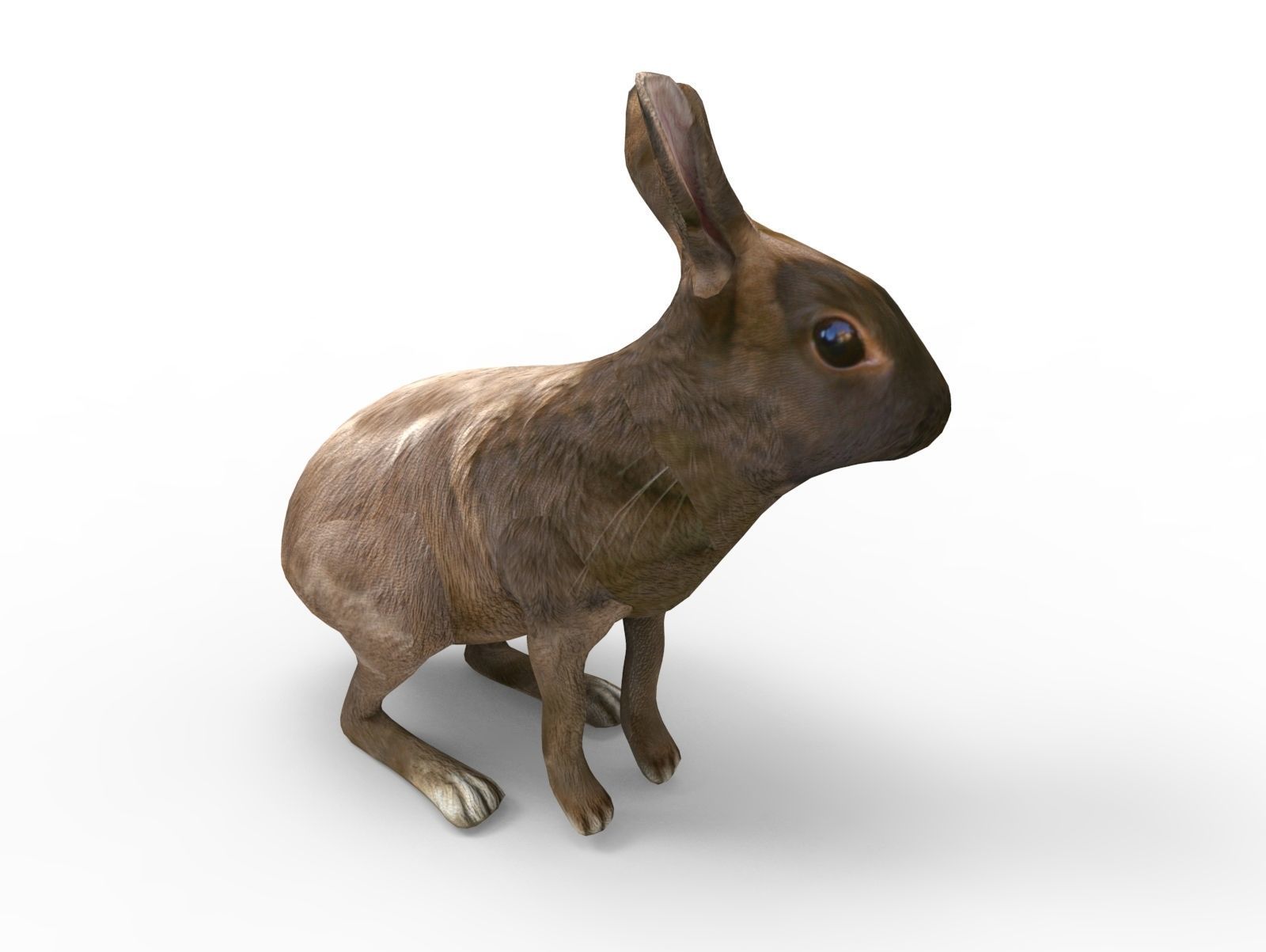 Red rabbit Rigged Low poly model Low-poly 3D model_6