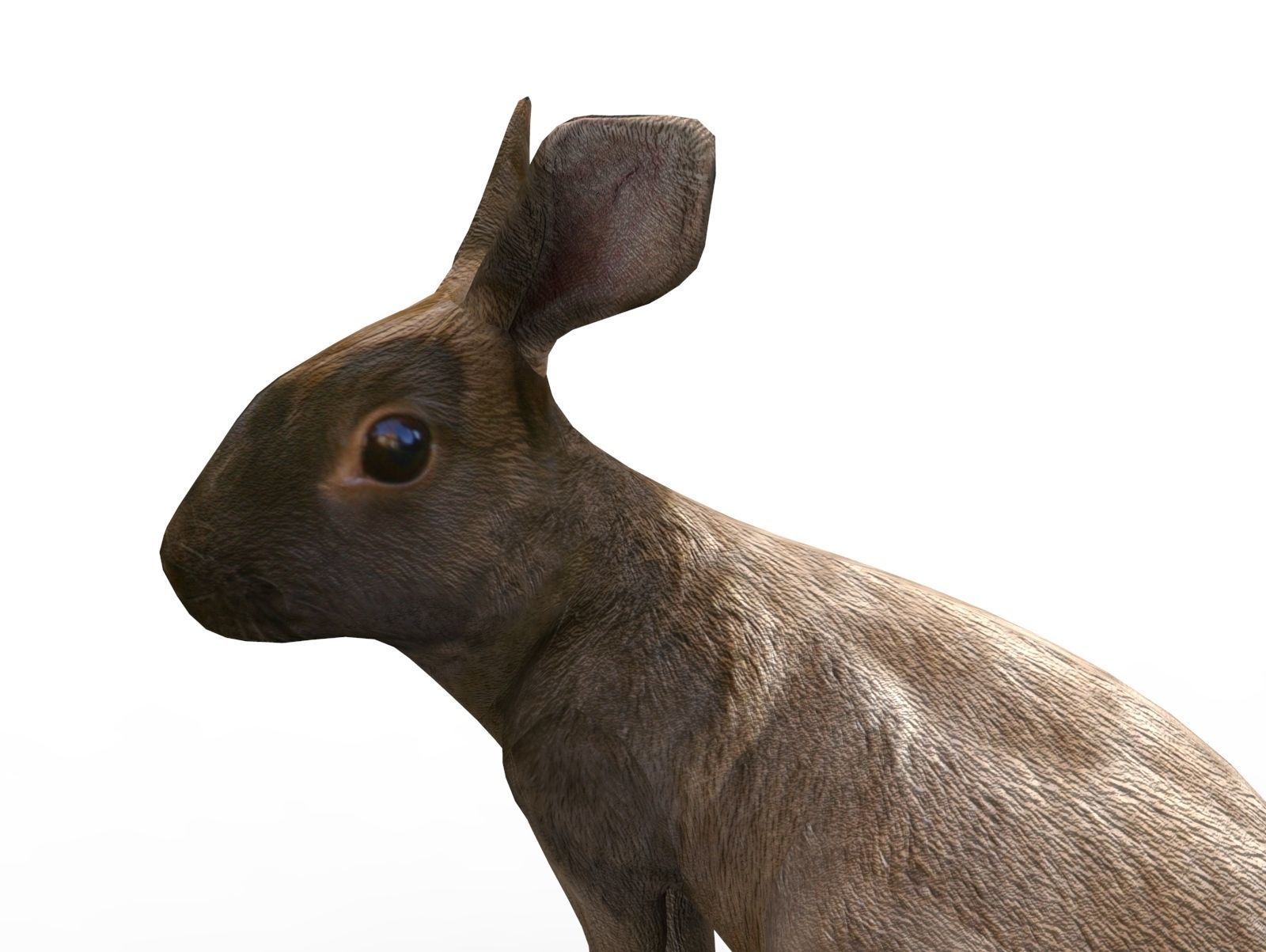 Red rabbit Rigged Low poly model Low-poly 3D model_9