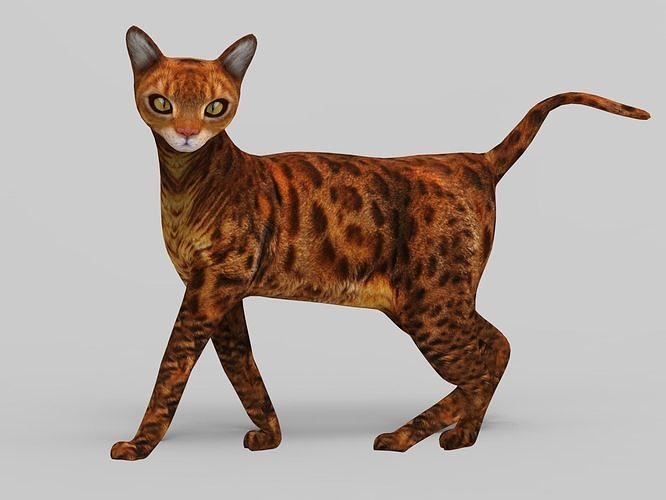 3d Cat Rigged model Low-poly 3D model