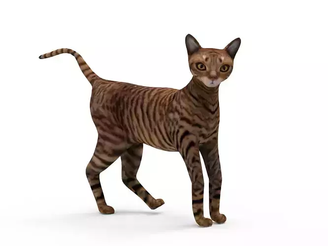 3D Cat Rigged model low poly 