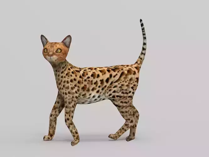 3D Cat Rigged model 