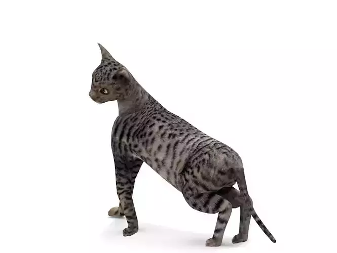 3D Black cat Rigged model 