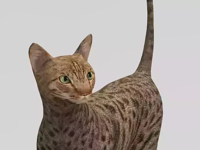 3D Cat Rigged model game ready  Low-poly 3D model