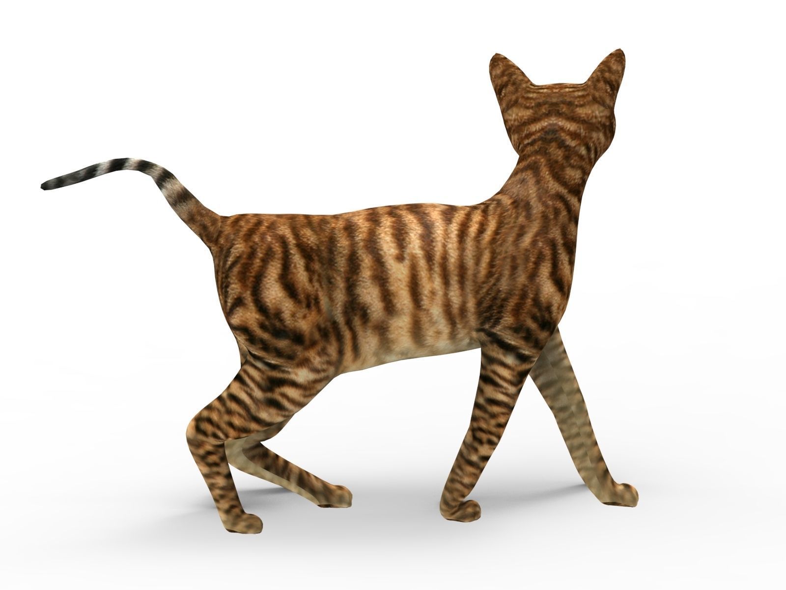 3D Cat Rigged model game ready  Low-poly 3D model_4
