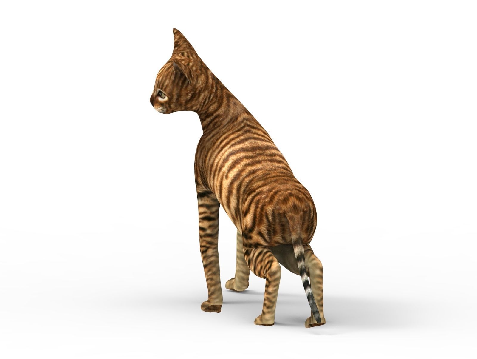 3D Cat Rigged model game ready  Low-poly 3D model_19