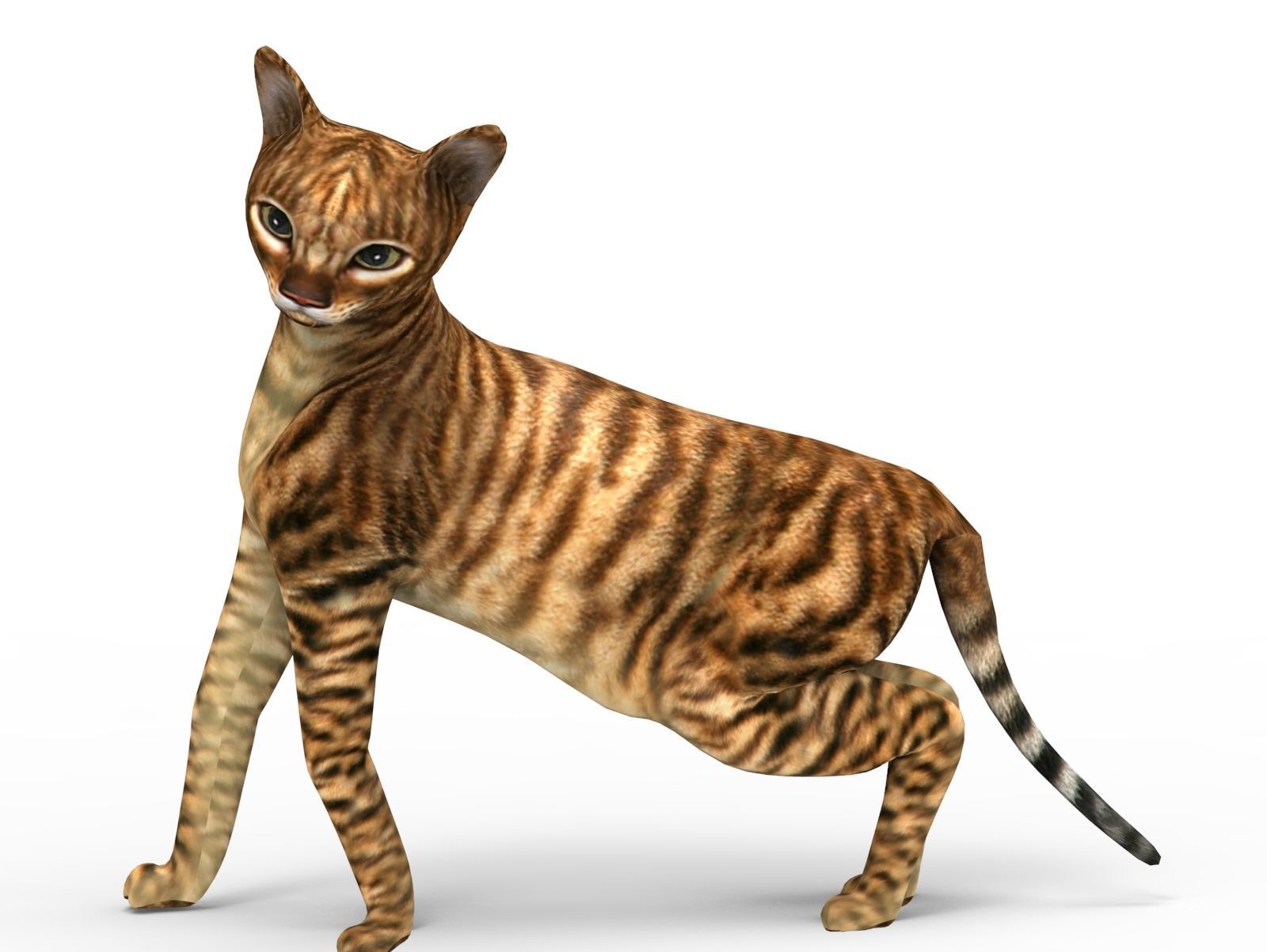 3D Cat Rigged model game ready  Low-poly 3D model_18