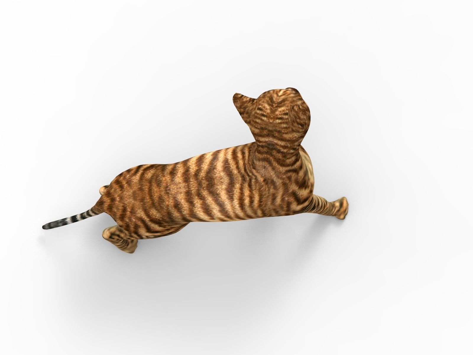 3D Cat Rigged model game ready  Low-poly 3D model_21