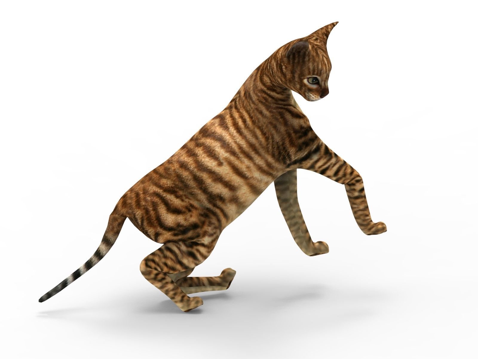 3D Cat Rigged model game ready  Low-poly 3D model_13