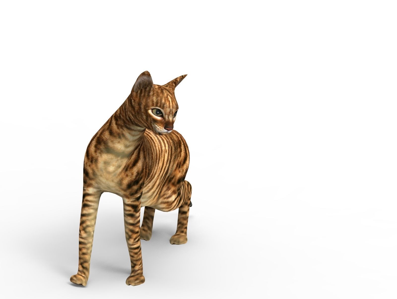 3D Cat Rigged model game ready  Low-poly 3D model_22