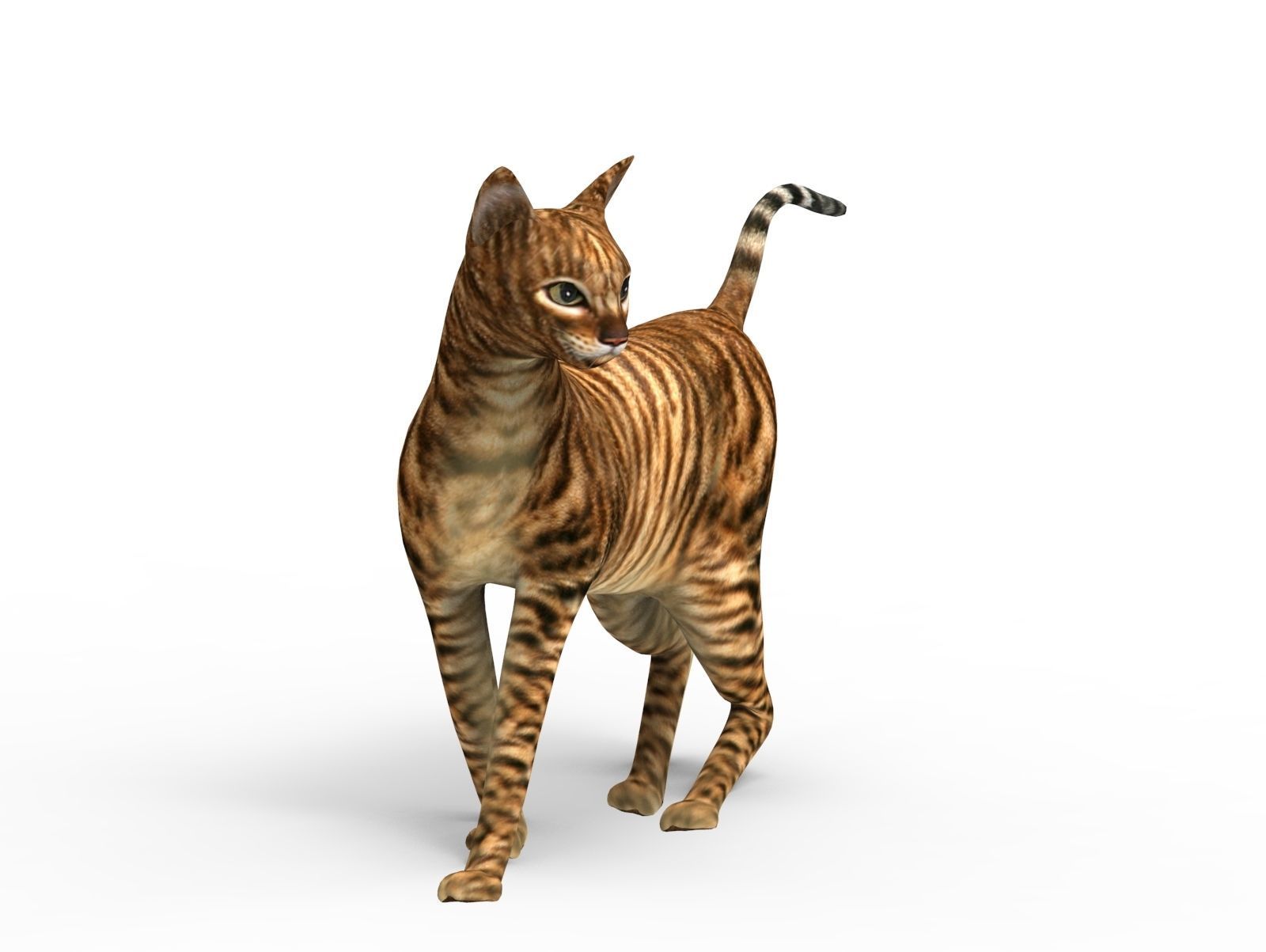 3D Cat Rigged model game ready  Low-poly 3D model_2
