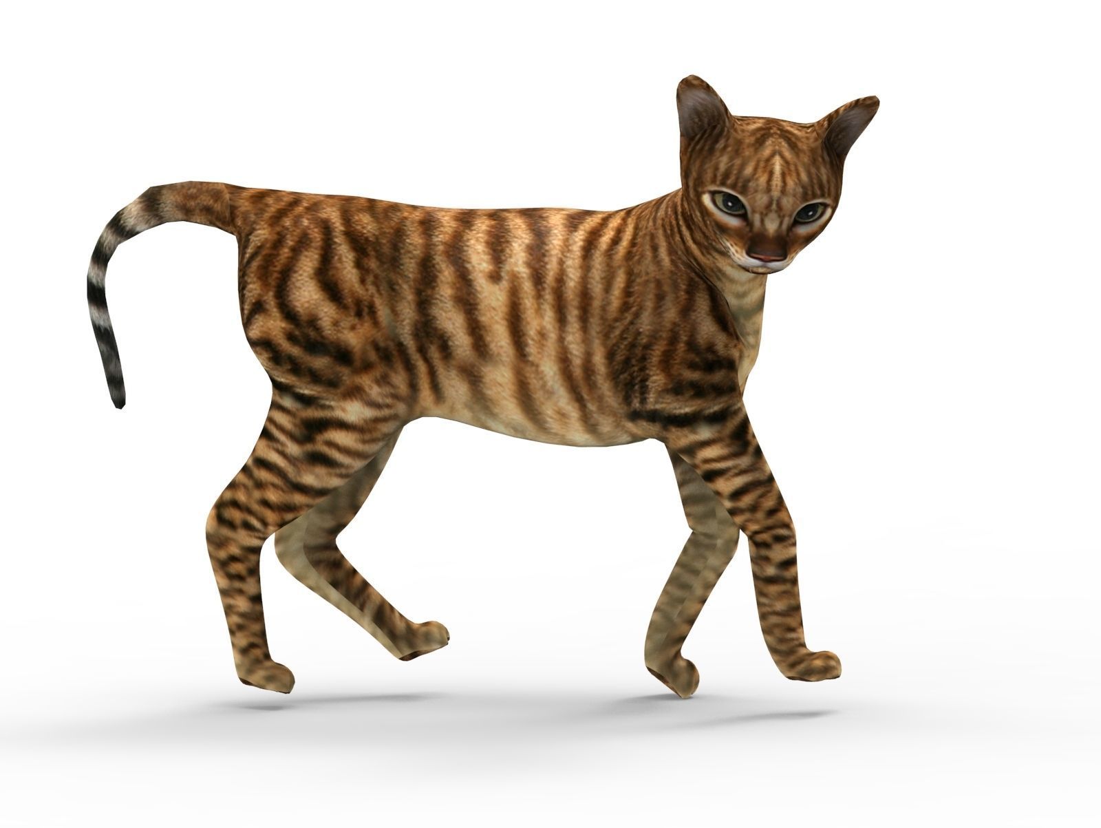 3D Cat Rigged model game ready  Low-poly 3D model_16