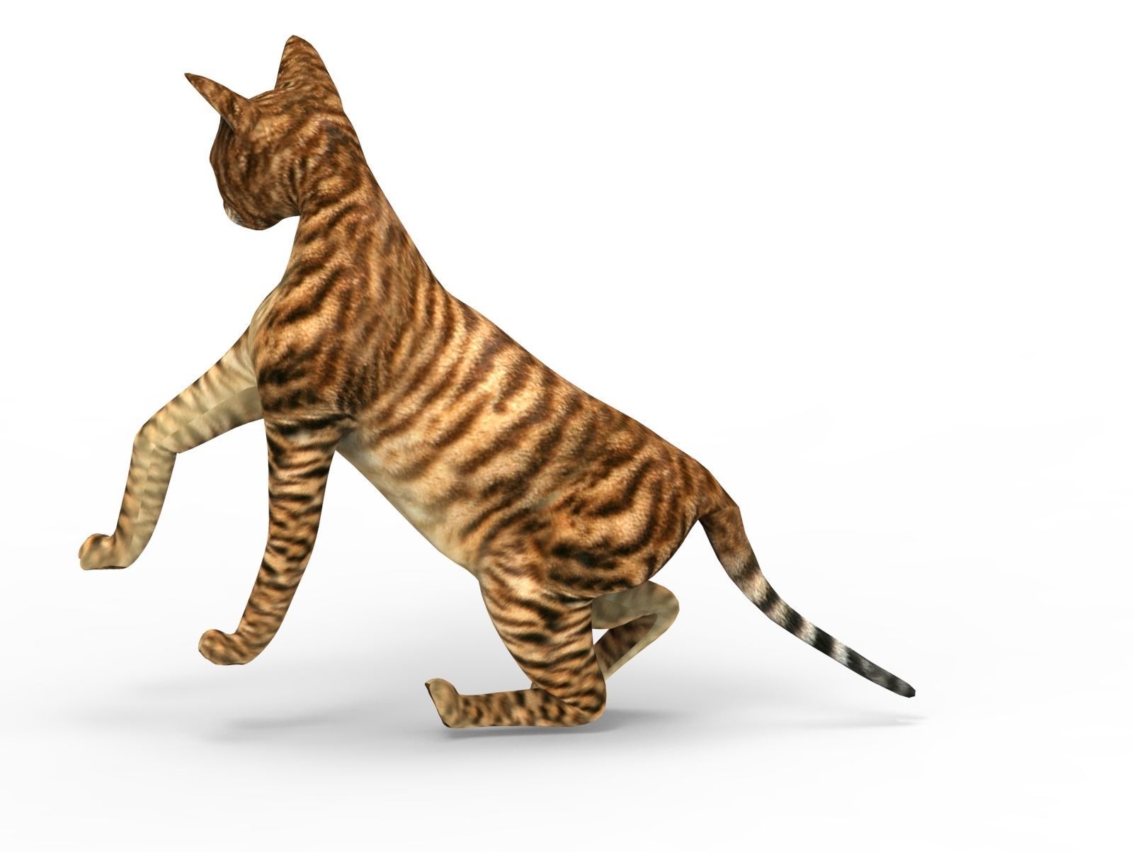 3D Cat Rigged model game ready  Low-poly 3D model_11