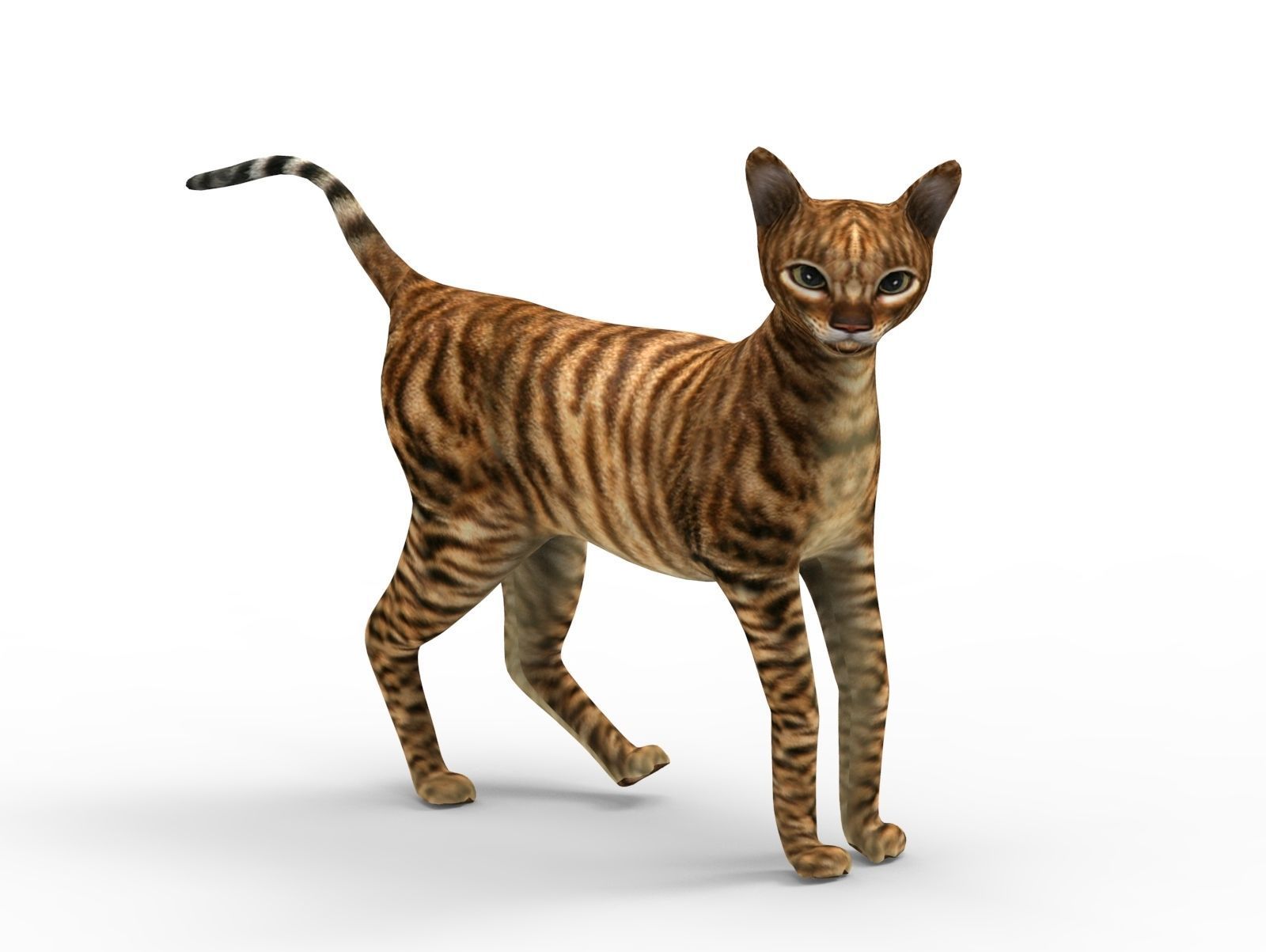 3D Cat Rigged model game ready  Low-poly 3D model_14