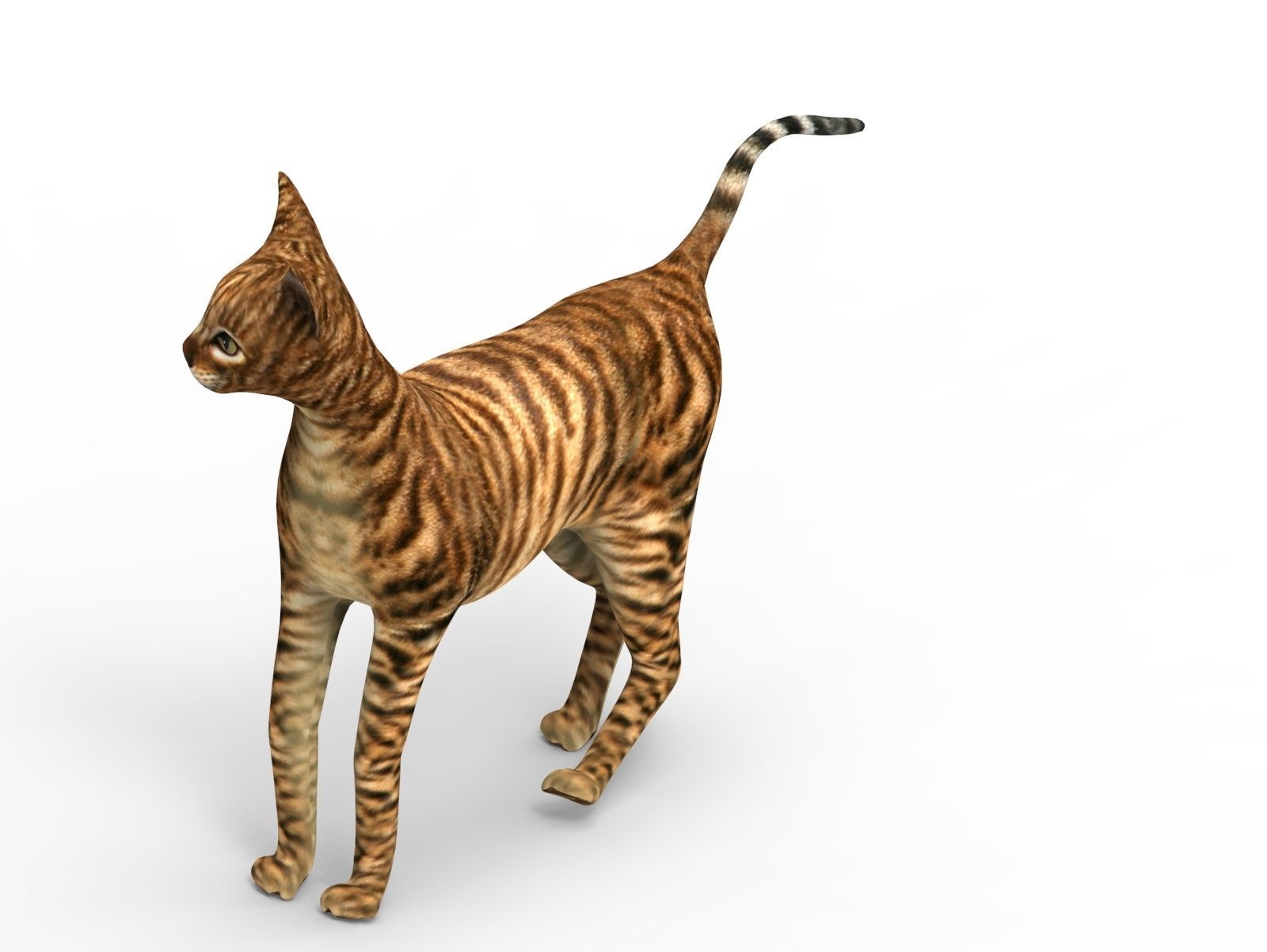 3D Cat Rigged model game ready  Low-poly 3D model_15