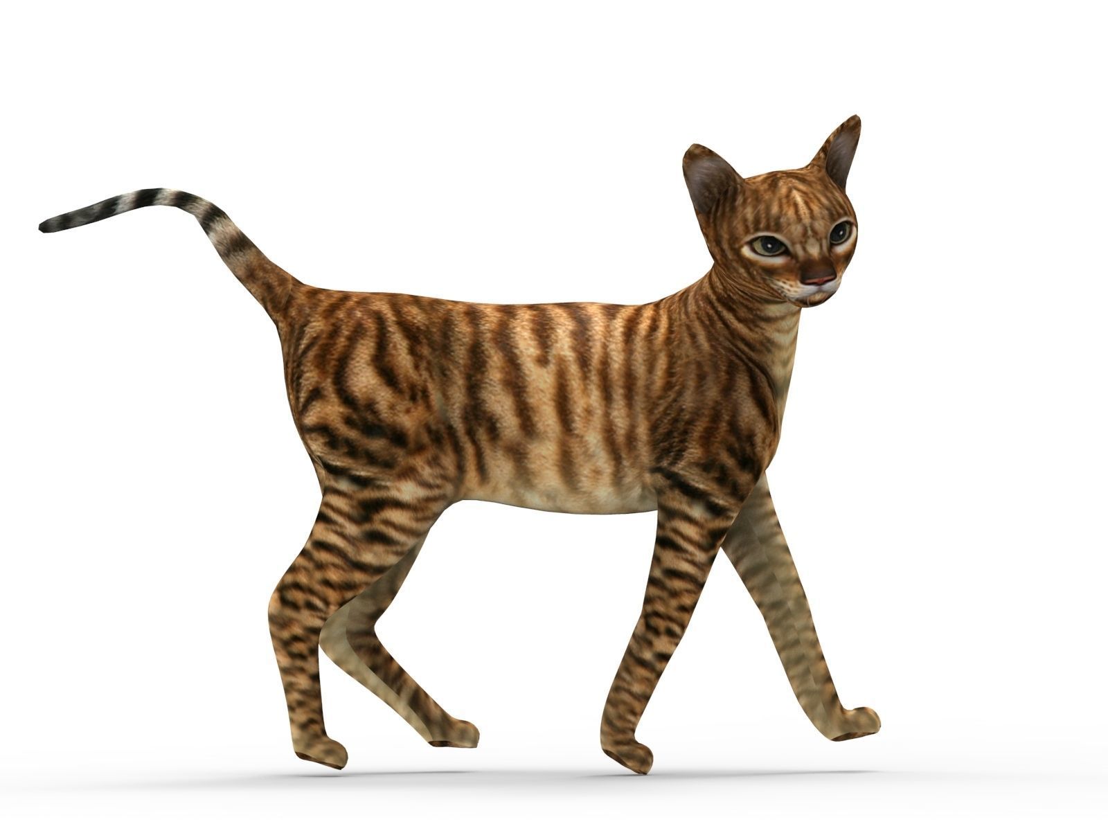 3D Cat Rigged model game ready  Low-poly 3D model_9