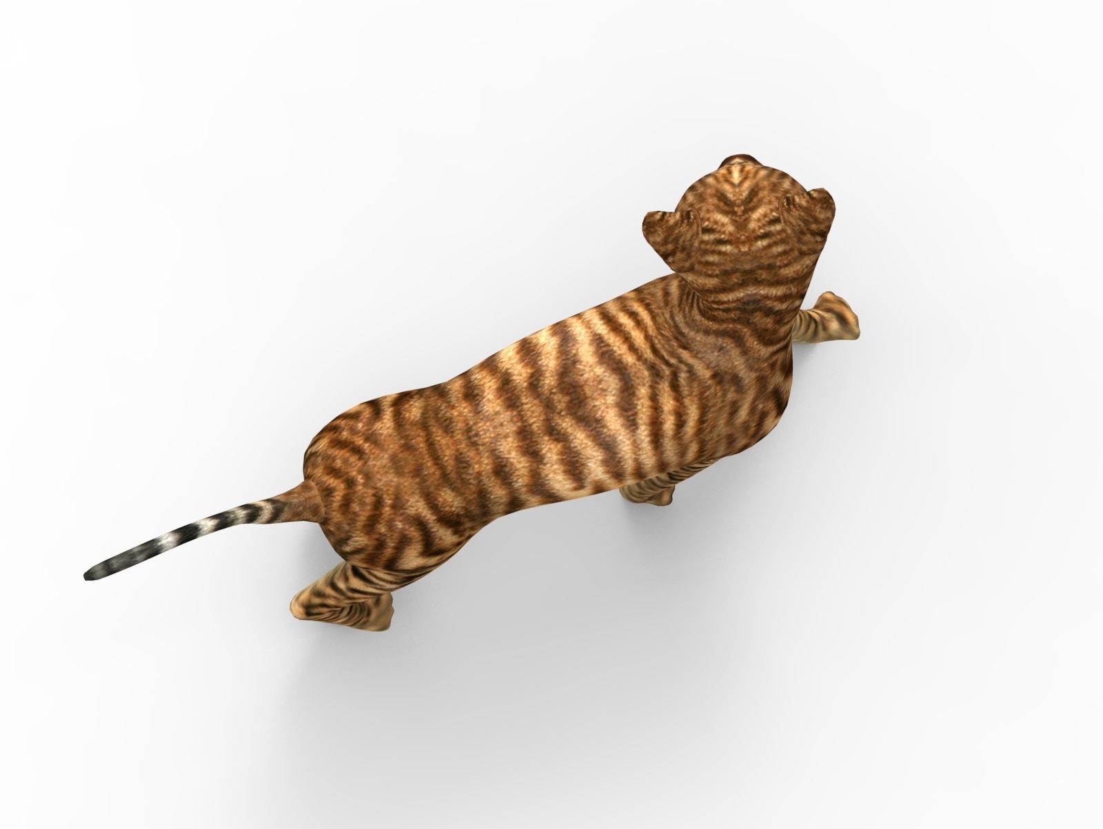 3D Cat Rigged model game ready  Low-poly 3D model_7