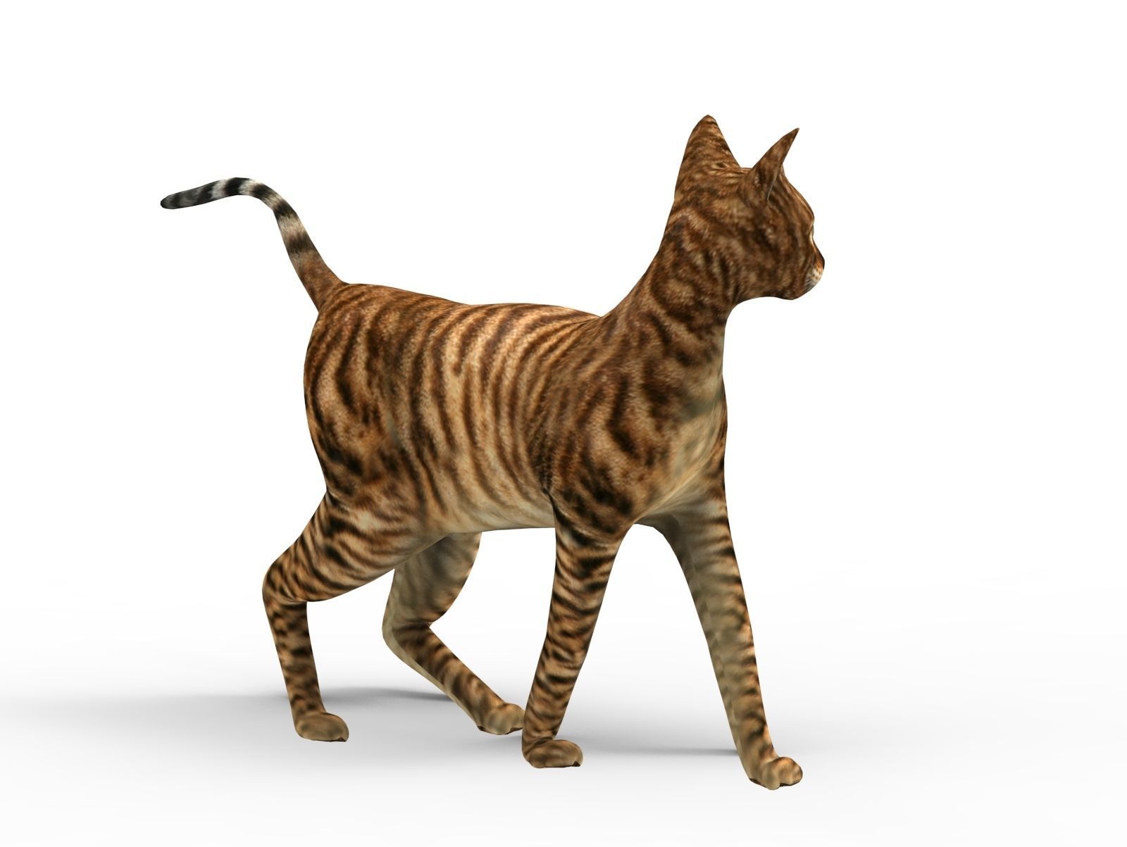 3D Cat Rigged model game ready  Low-poly 3D model_3