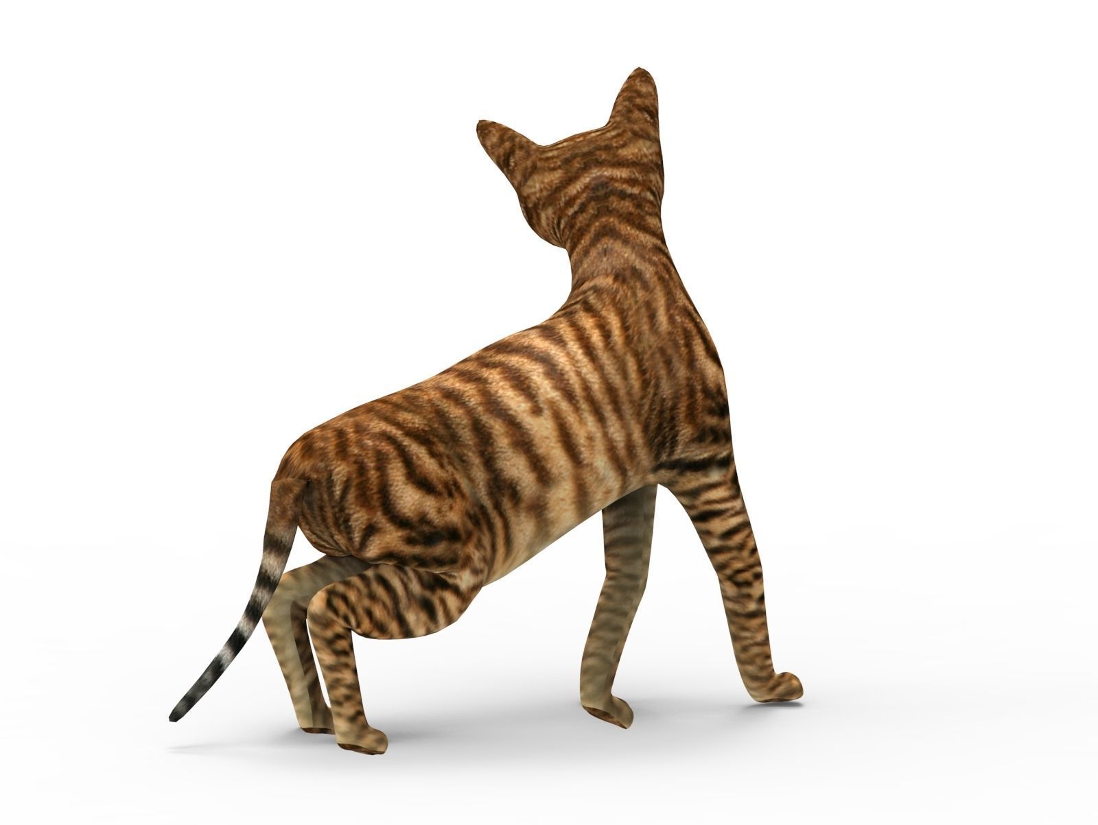 3D Cat Rigged model game ready  Low-poly 3D model_20