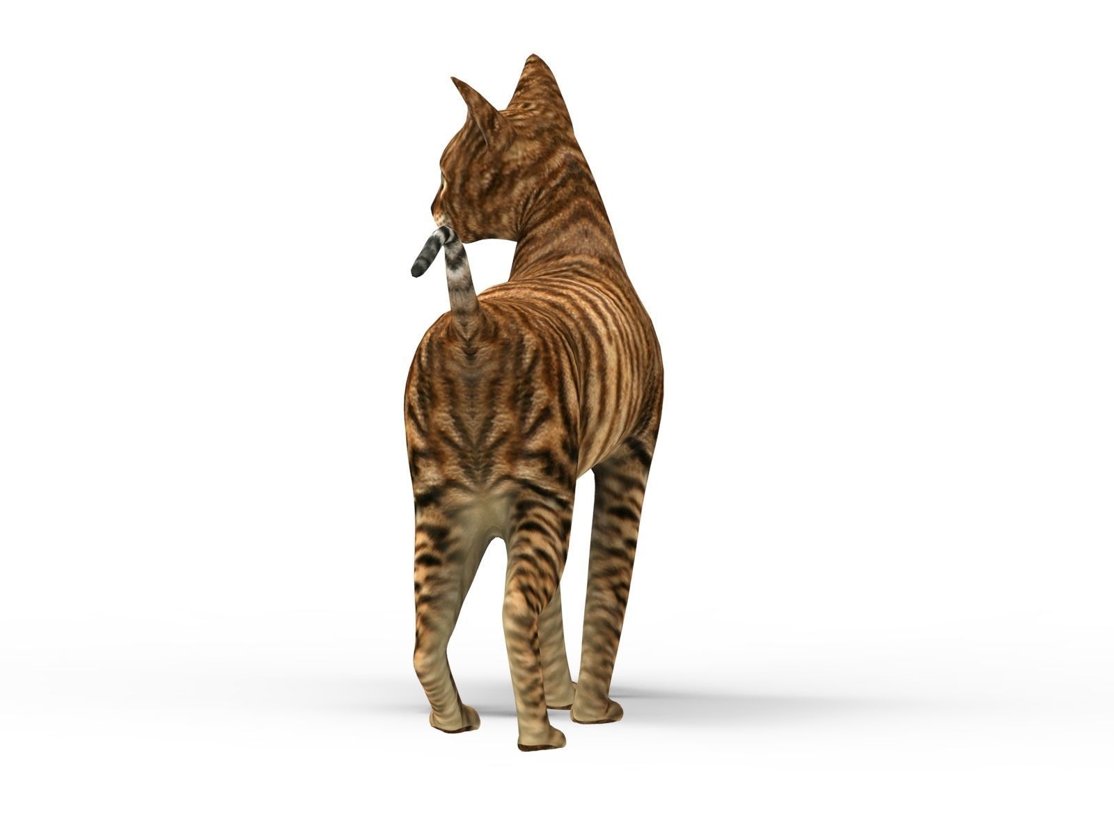 3D Cat Rigged model game ready  Low-poly 3D model_5