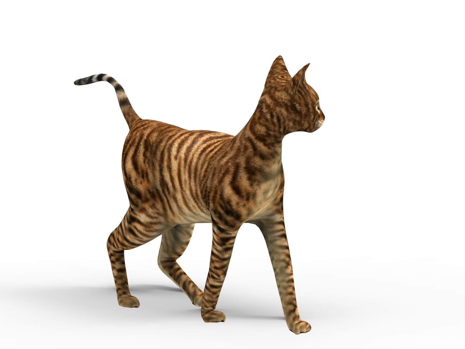 3D Cat Rigged model game ready  Low-poly 3D model_8
