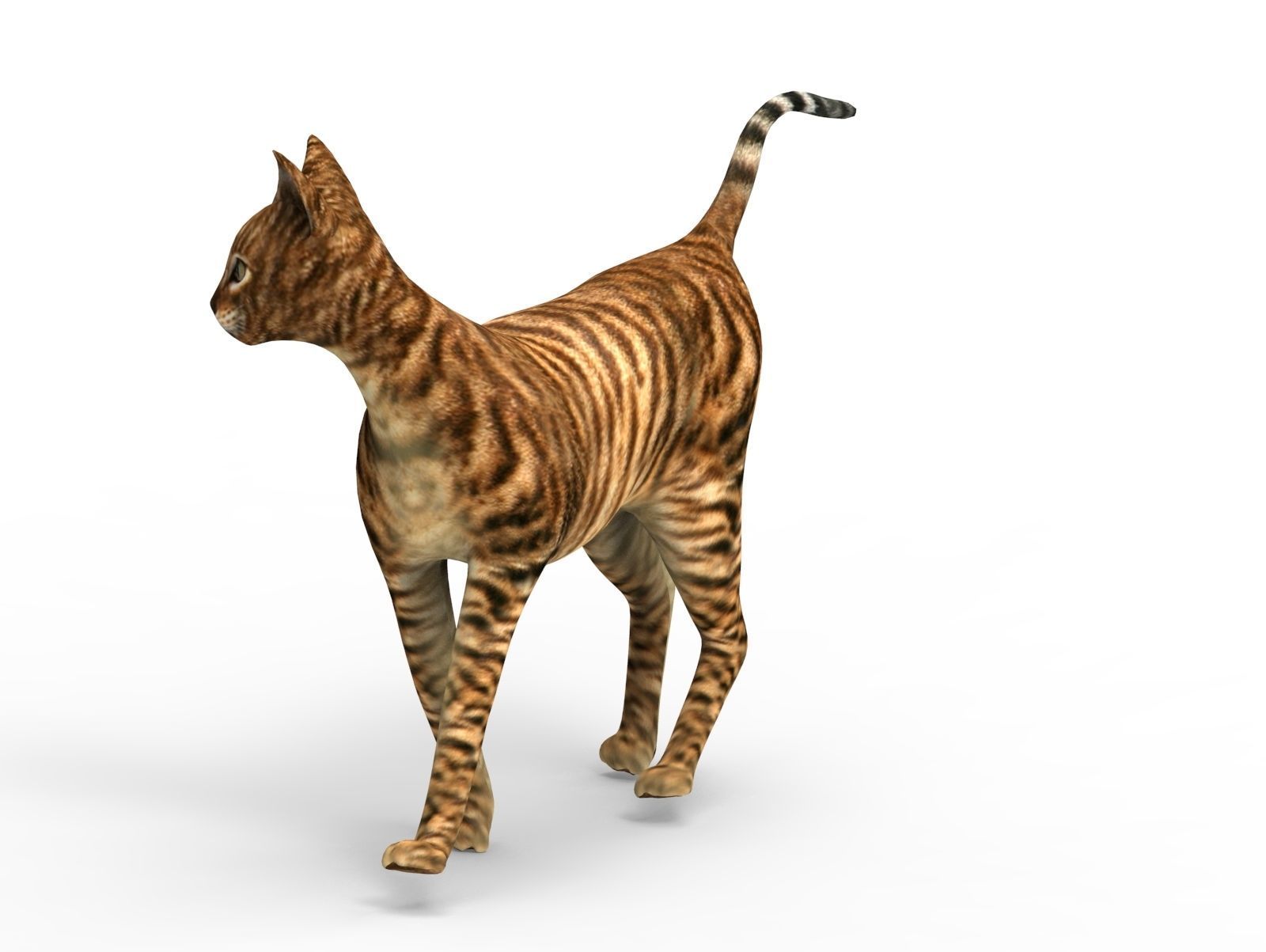 3D Cat Rigged model game ready  Low-poly 3D model_10